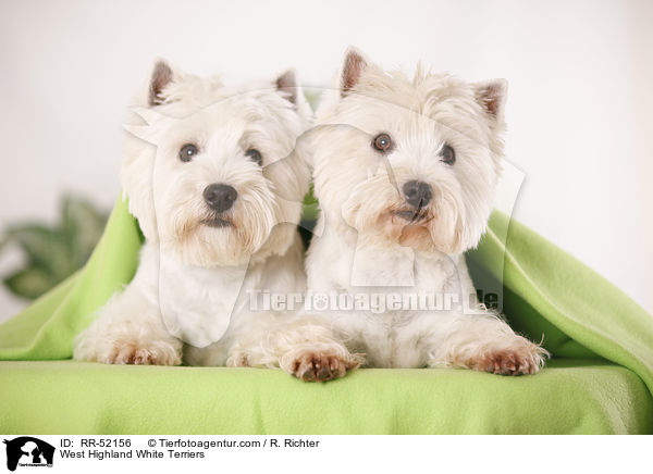 West Highland White Terrier / West Highland White Terriers / RR-52156