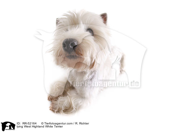 liegender West Highland White Terrier / lying West Highland White Terrier / RR-52164