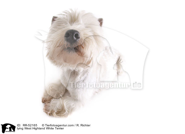 liegender West Highland White Terrier / lying West Highland White Terrier / RR-52165