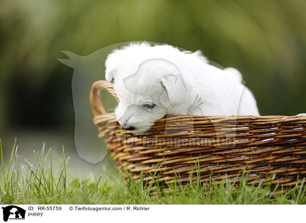 West Highland White Terrier Welpe / puppy / RR-55759