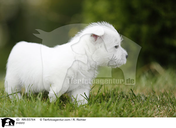 West Highland White Terrier Welpe / puppy / RR-55764