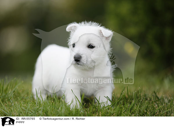 West Highland White Terrier Welpe / puppy / RR-55765