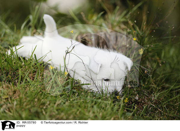 West Highland White Terrier Welpe / puppy / RR-55780