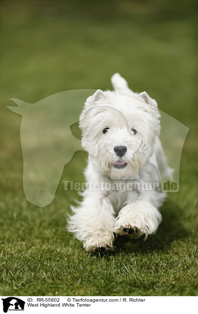 West Highland White Terrier / RR-55802