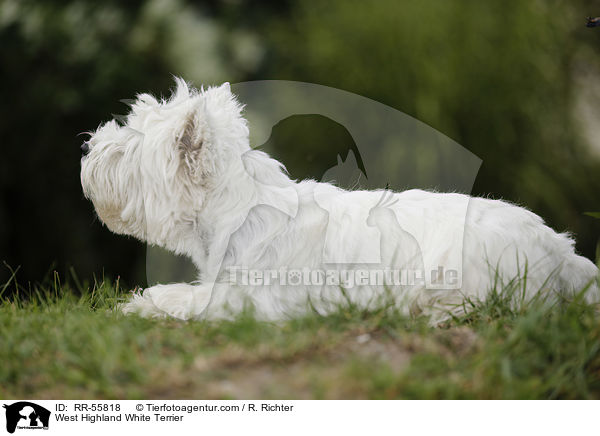 West Highland White Terrier / West Highland White Terrier / RR-55818