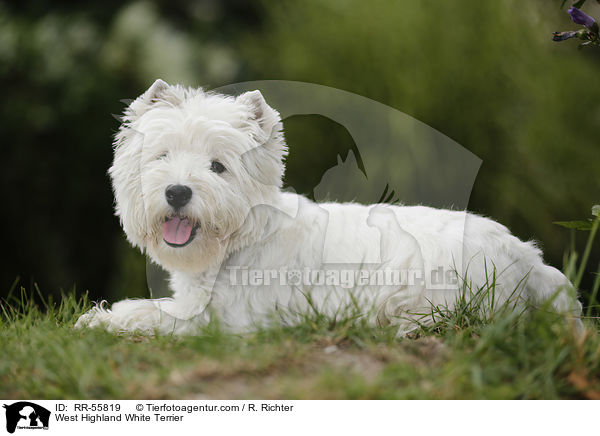 West Highland White Terrier / West Highland White Terrier / RR-55819