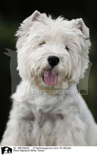 West Highland White Terrier / West Highland White Terrier / RR-55822