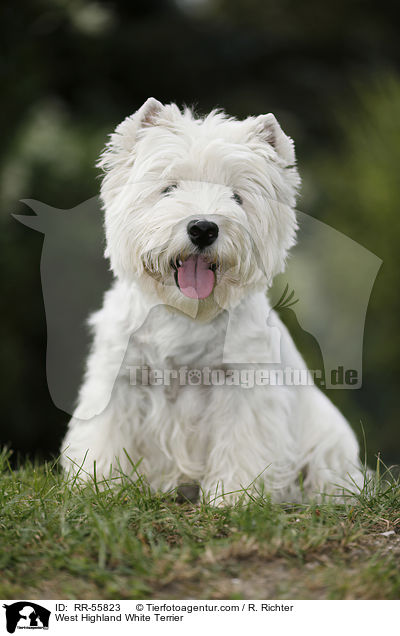 West Highland White Terrier / West Highland White Terrier / RR-55823