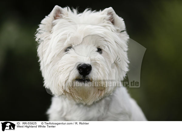 West Highland White Terrier / West Highland White Terrier / RR-55825