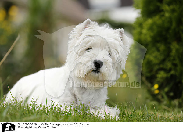 West Highland White Terrier / West Highland White Terrier / RR-55829