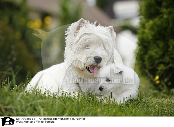 West Highland White Terrier / West Highland White Terriers / RR-55831
