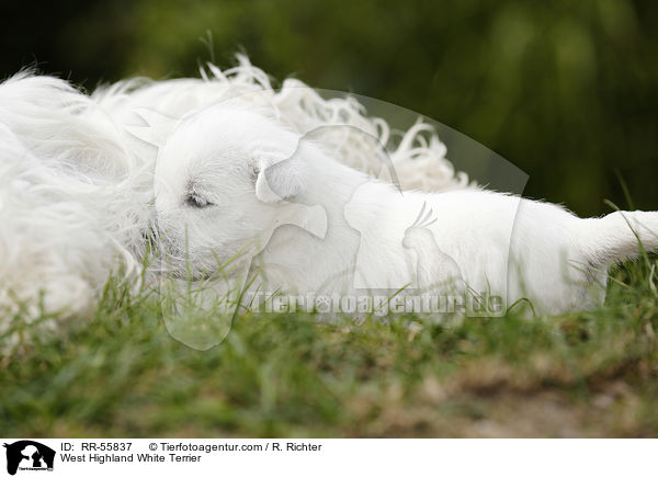 West Highland White Terrier / West Highland White Terrier / RR-55837