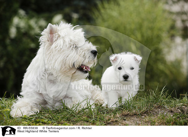 West Highland White Terrier / West Highland White Terriers / RR-55838