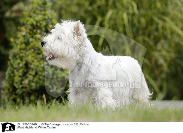West Highland White Terrier / West Highland White Terrier / RR-55840