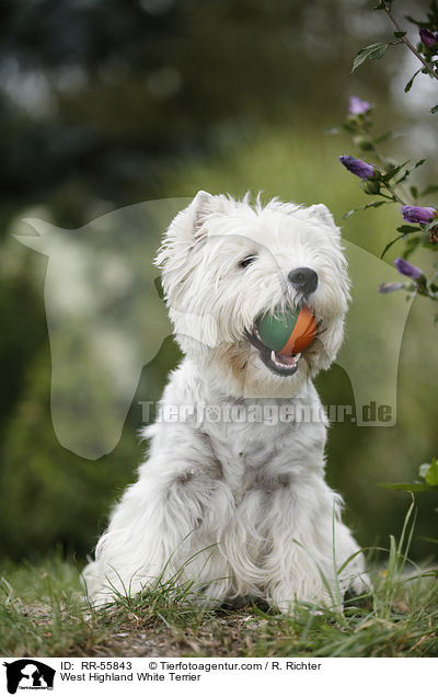 West Highland White Terrier / West Highland White Terrier / RR-55843