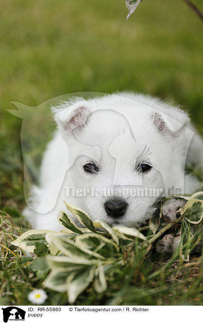 West Highland White Terrier Welpe / puppy / RR-55860