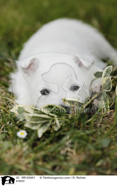 West Highland White Terrier Welpe / puppy / RR-55861