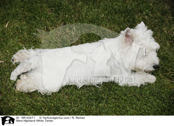 West Highland White Terrier / West Highland White Terrier / RR-55871