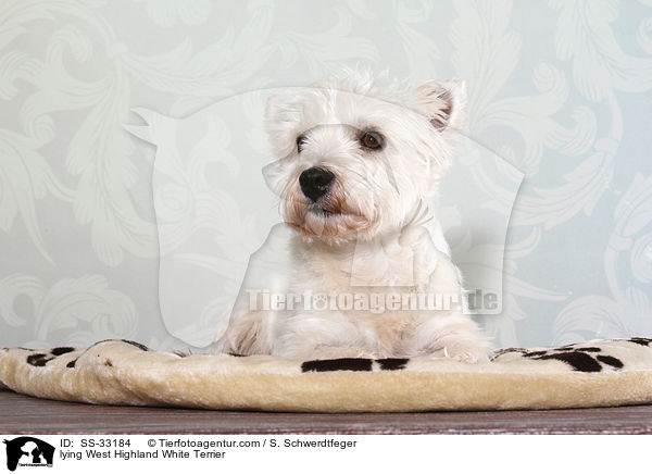 liegender West Highland White Terrier / lying West Highland White Terrier / SS-33184