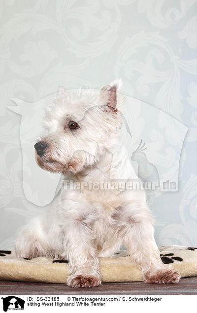 sitzender West Highland White Terrier / sitting West Highland White Terrier / SS-33185