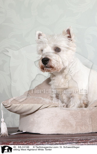 sitzender West Highland White Terrier / sitting West Highland White Terrier / SS-33186
