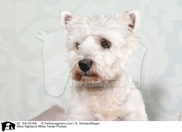 West Highland White Terrier Portrait / West Highland White Terrier Portrait / SS-33189