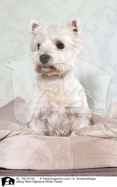 sitzender West Highland White Terrier / sitting West Highland White Terrier / SS-33191