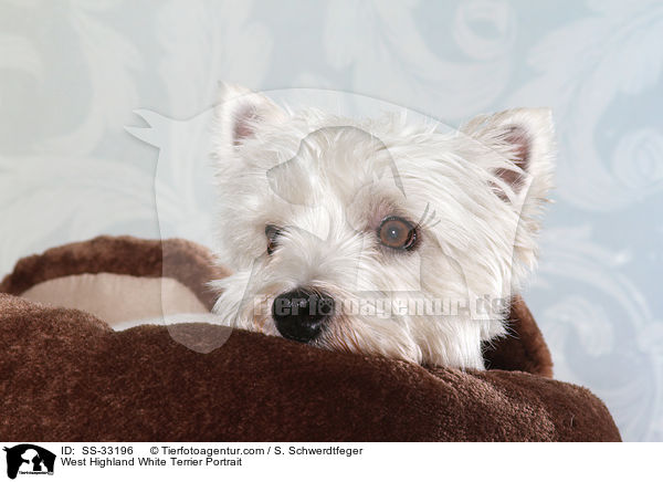 West Highland White Terrier Portrait / West Highland White Terrier Portrait / SS-33196