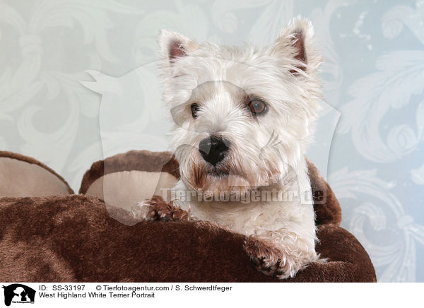 West Highland White Terrier Portrait / West Highland White Terrier Portrait / SS-33197