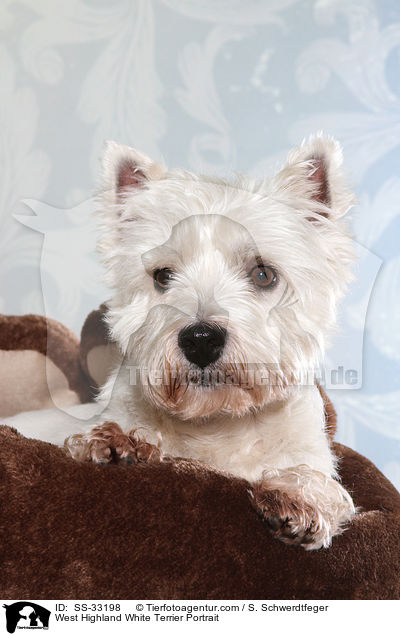 West Highland White Terrier Portrait / West Highland White Terrier Portrait / SS-33198