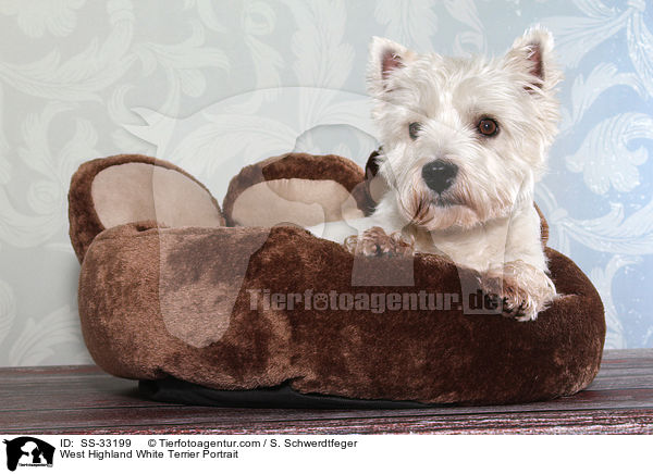 West Highland White Terrier Portrait / West Highland White Terrier Portrait / SS-33199