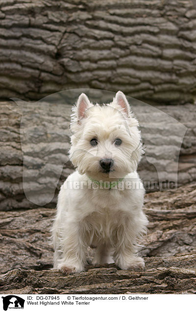 West Highland White Terrier / West Highland White Terrier / DG-07945