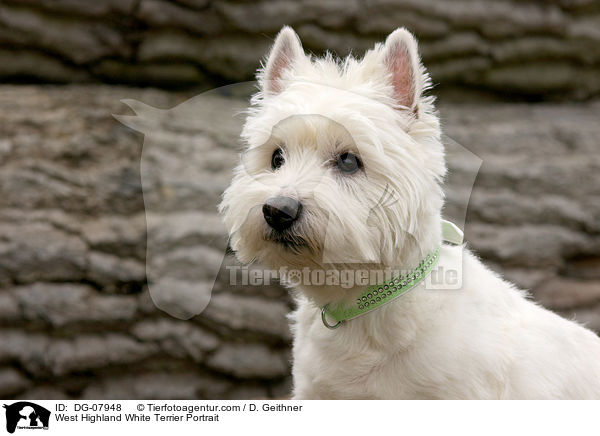 West Highland White Terrier Portrait / West Highland White Terrier Portrait / DG-07948