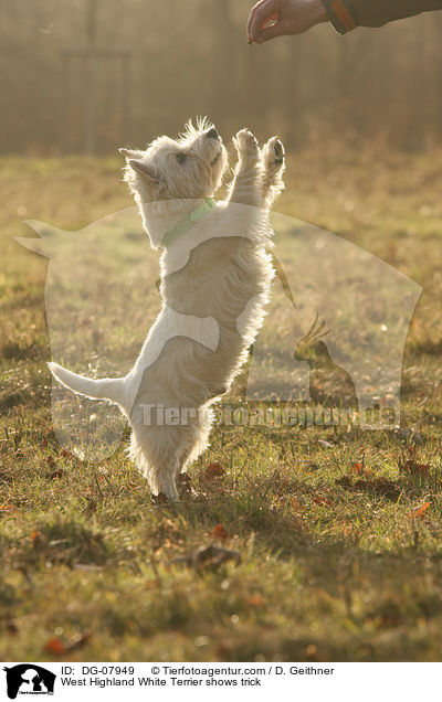 West Highland White Terrier macht Mnnchen / West Highland White Terrier shows trick / DG-07949
