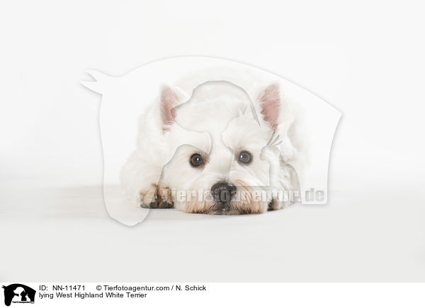 liegender West Highland White Terrier / lying West Highland White Terrier / NN-11471