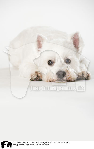 liegender West Highland White Terrier / lying West Highland White Terrier / NN-11472