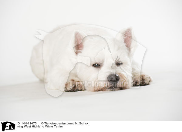 liegender West Highland White Terrier / lying West Highland White Terrier / NN-11475