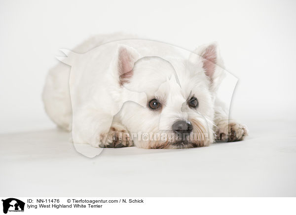 liegender West Highland White Terrier / lying West Highland White Terrier / NN-11476