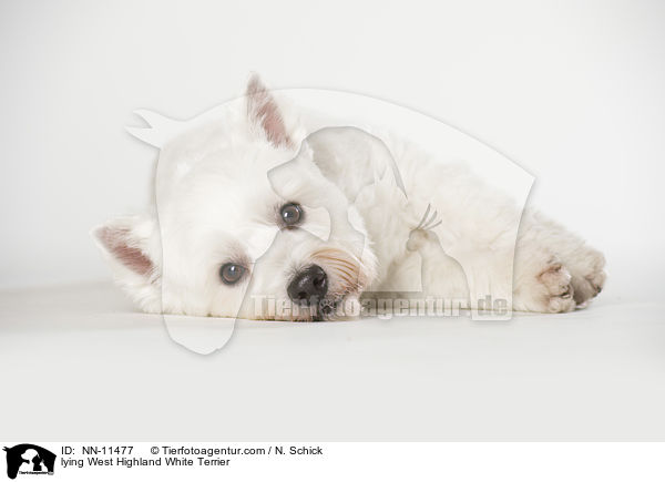 liegender West Highland White Terrier / lying West Highland White Terrier / NN-11477