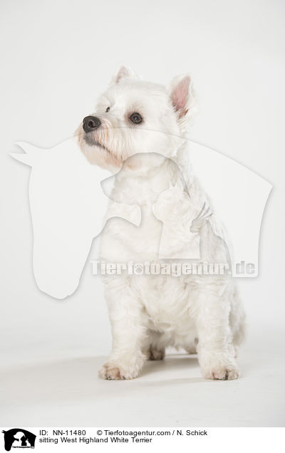 sitzender West Highland White Terrier / sitting West Highland White Terrier / NN-11480