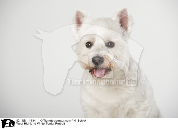 West Highland White Terrier Portrait / West Highland White Terrier Portrait / NN-11484