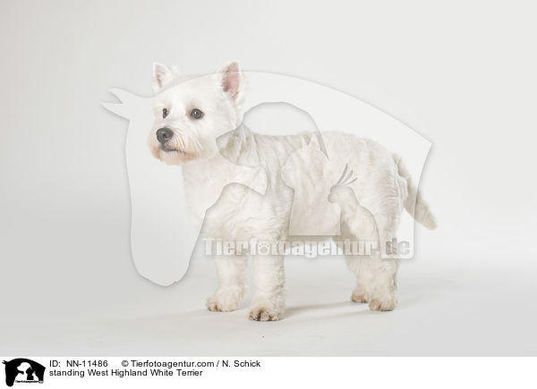 stehender West Highland White Terrier / standing West Highland White Terrier / NN-11486
