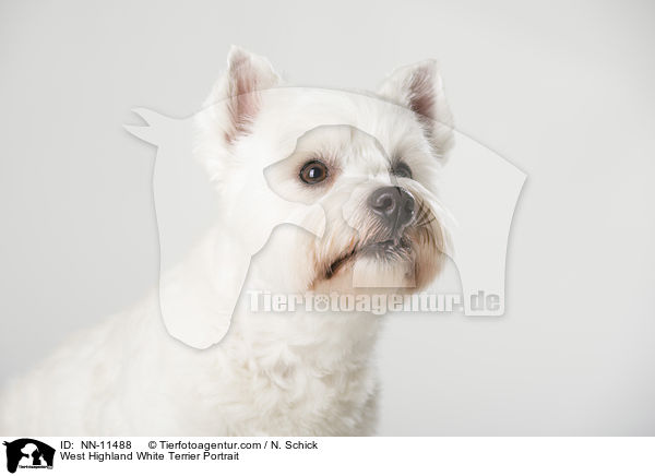 West Highland White Terrier Portrait / West Highland White Terrier Portrait / NN-11488