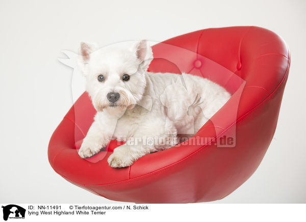 liegender West Highland White Terrier / lying West Highland White Terrier / NN-11491