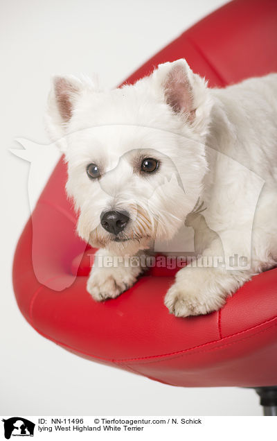 liegender West Highland White Terrier / lying West Highland White Terrier / NN-11496