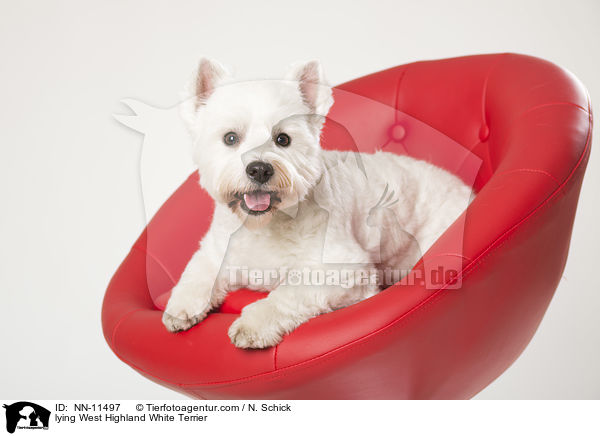 liegender West Highland White Terrier / lying West Highland White Terrier / NN-11497