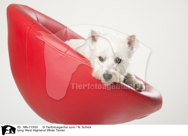 liegender West Highland White Terrier / lying West Highland White Terrier / NN-11500