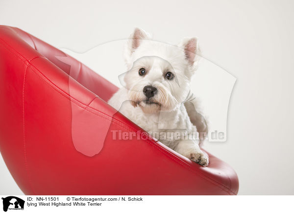 liegender West Highland White Terrier / lying West Highland White Terrier / NN-11501
