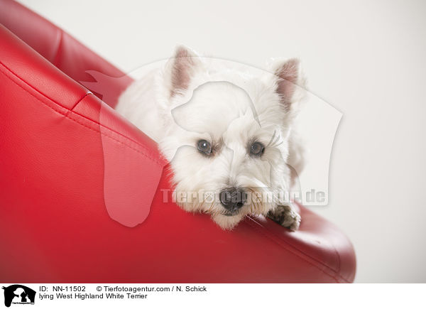 liegender West Highland White Terrier / lying West Highland White Terrier / NN-11502