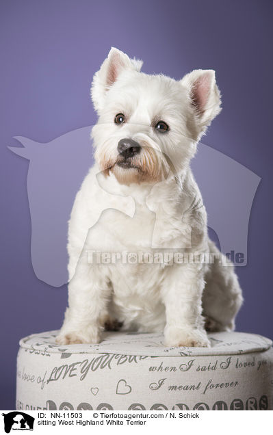 sitzender West Highland White Terrier / sitting West Highland White Terrier / NN-11503